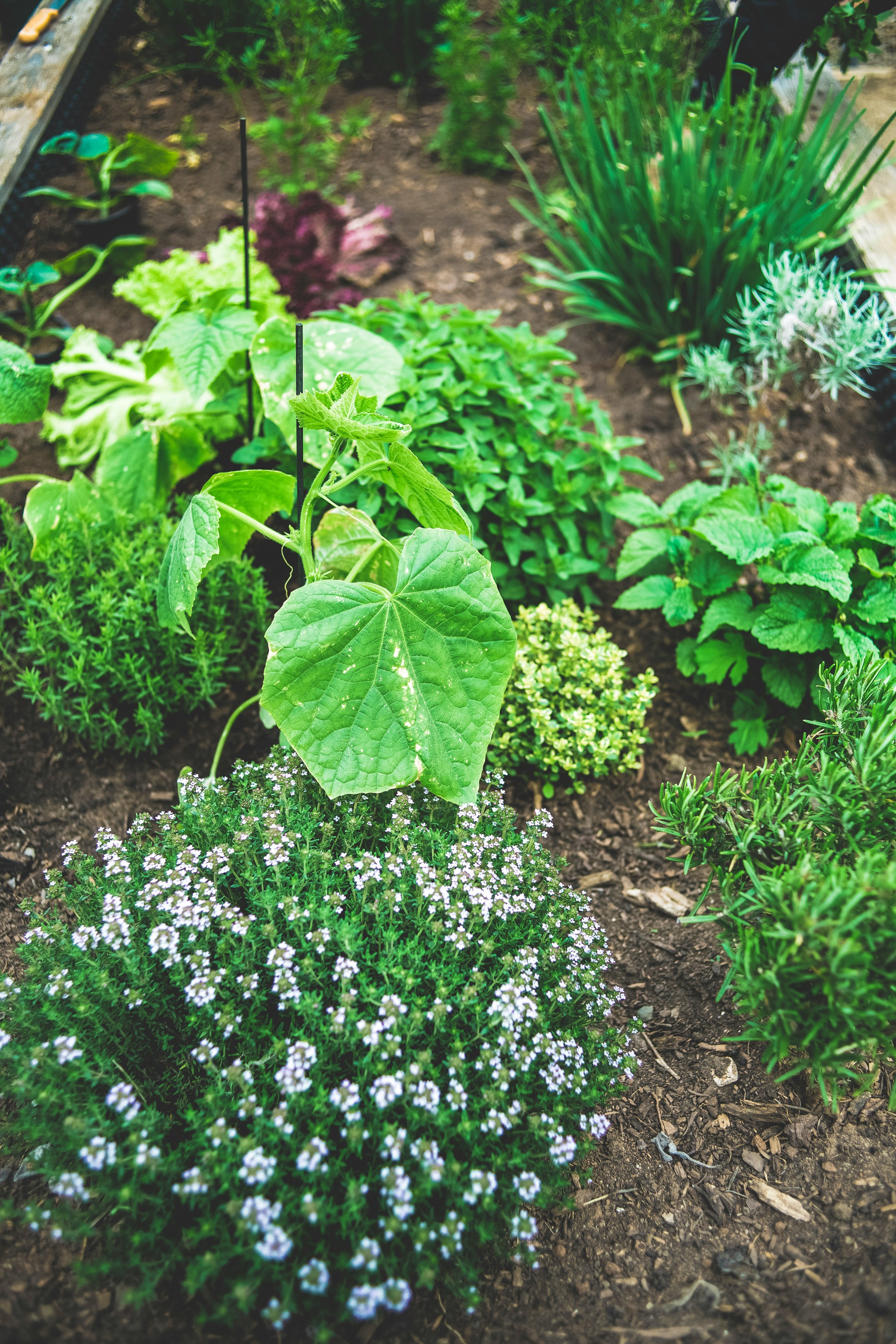 green plant with white flowers